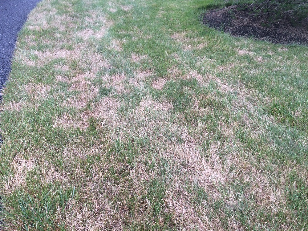 Lawn problems deals